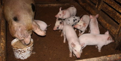 сколько свиней можно держать в частном доме